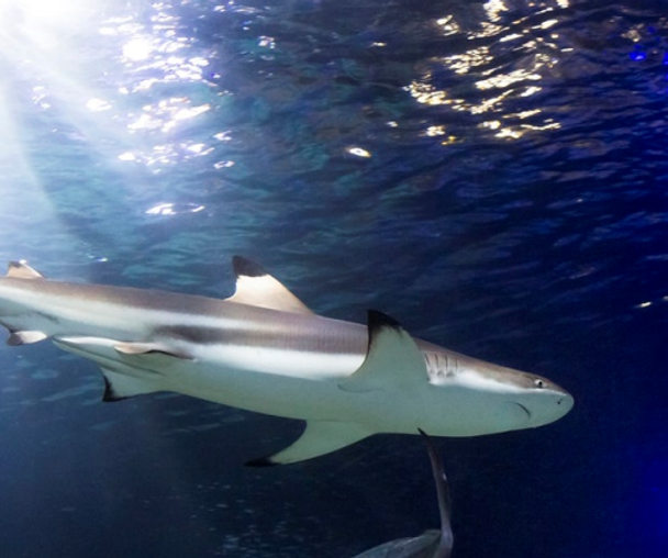 activity_detail_image