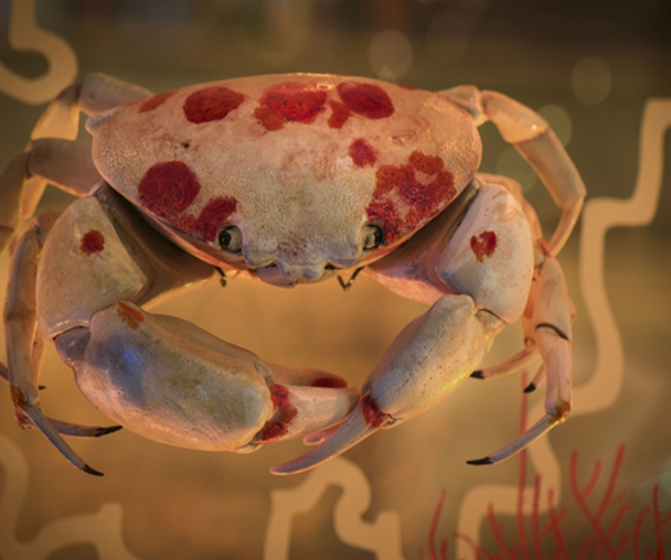 activity_detail_image