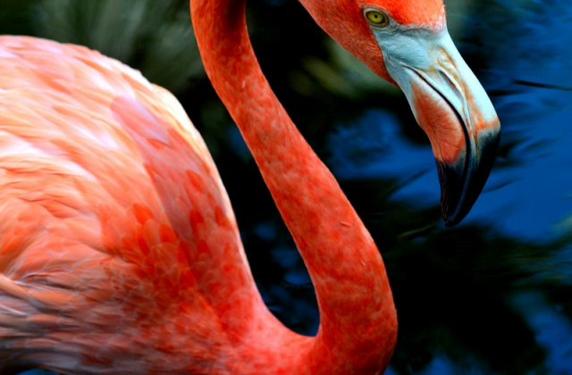 activity_detail_image