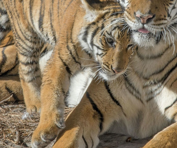 activity_detail_image