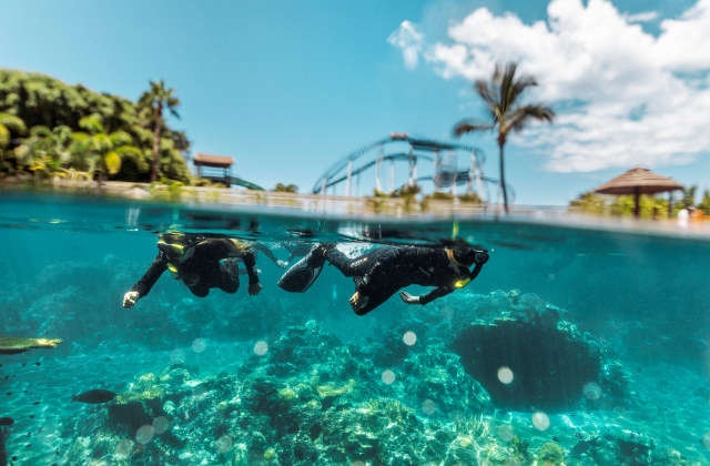 골드코스트 씨월드® 입장권