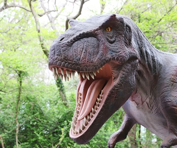 activity_detail_image