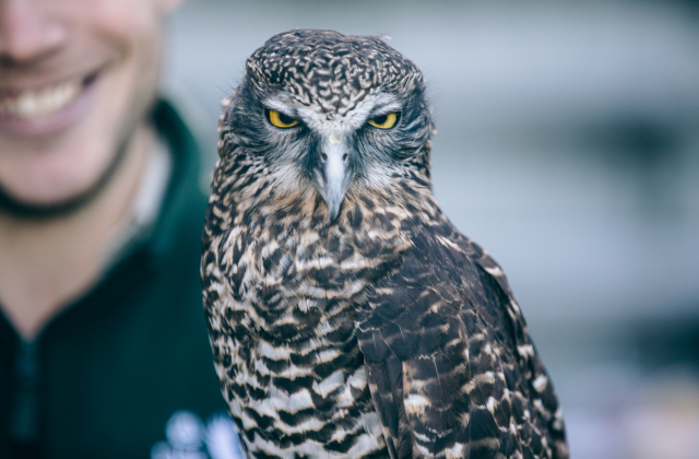 시드니 타롱가 동물원 입장권