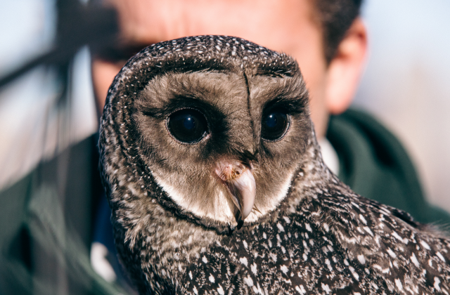 시드니 타롱가 동물원 입장권