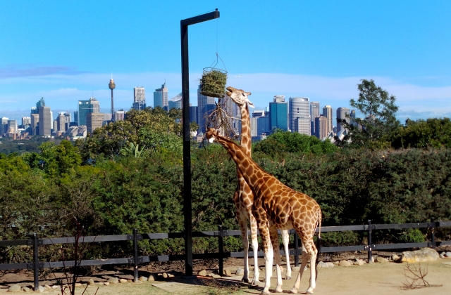 시드니 타롱가 동물원 입장권