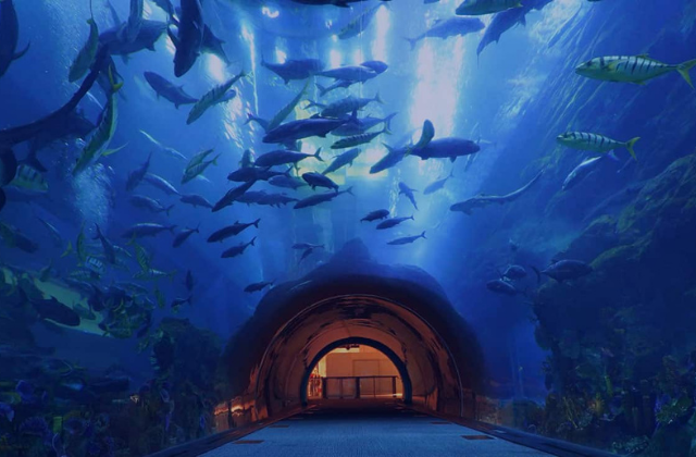 두바이 부르즈 할리파 엣더탑 전망대 + 두바이 아쿠아리움 통합 입장권