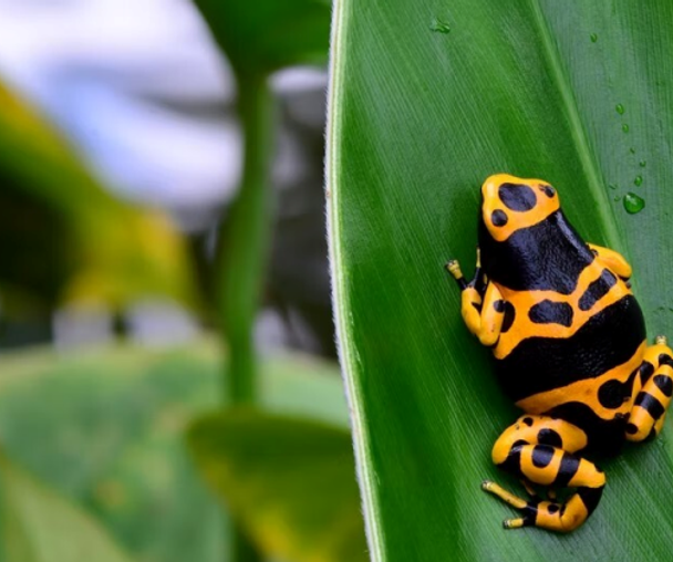 activity_detail_image