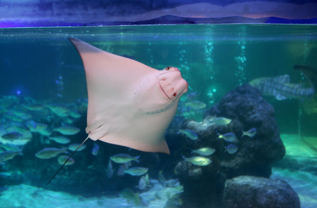activity_detail_image