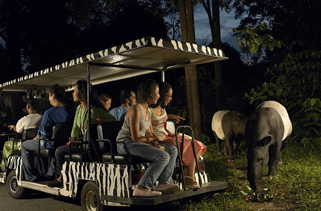 만다이 야생동물 보호구역 멀티파크 티켓: 나이트 사파리, 싱가포르 동물원, 리버원더스, 버드파라다이스, 레인포레스트 와일드 아시아