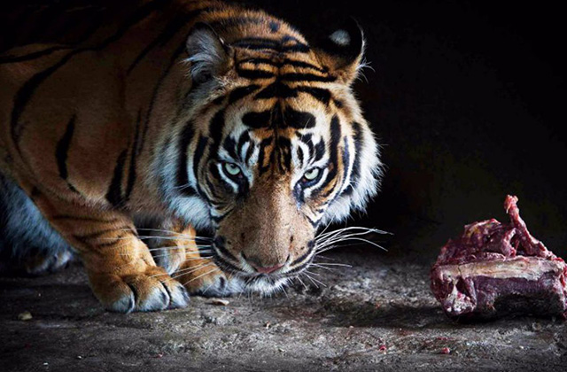 만다이 야생동물 보호구역 멀티파크 티켓: 나이트 사파리, 싱가포르 동물원, 리버원더스, 버드파라다이스, 레인포레스트 와일드 아시아