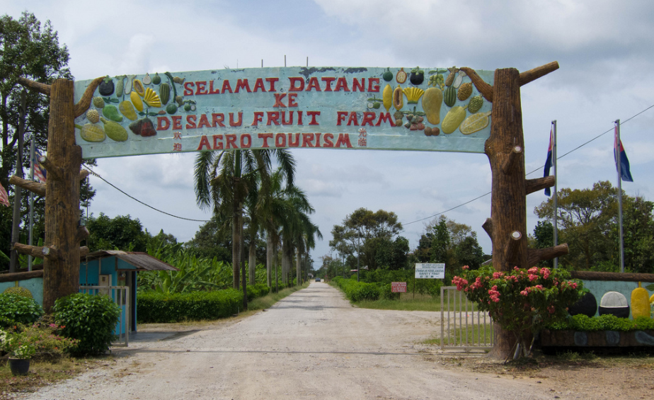 조호바루 데사루 반딧불 반일 투어 (한국어가이드 / 과일농장 + 악어농장 + 반딧불투어)