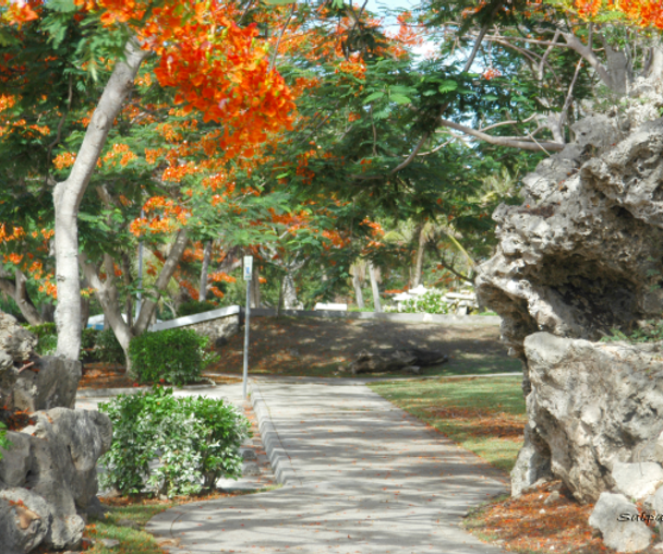 activity_detail_image