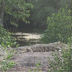 코타키나발루 까왕 가성비 반딧불 투어