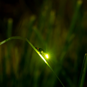 코타키나발루 까왕 가성비 반딧불 투어
