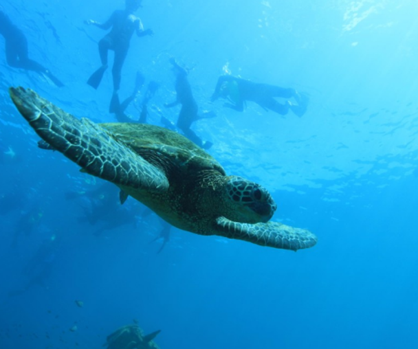 activity_detail_image