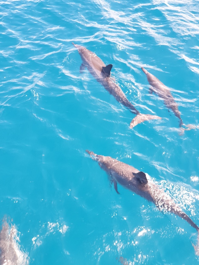 괌 K 돌핀크루즈 투어