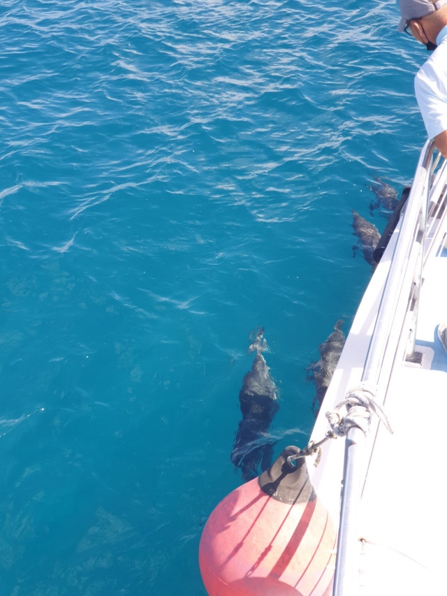 괌 K 돌핀크루즈 투어