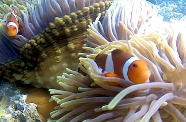 Bali: Gates of Heaven & Blue Lagoon & Tanjung Jepun Snorkeling Tour