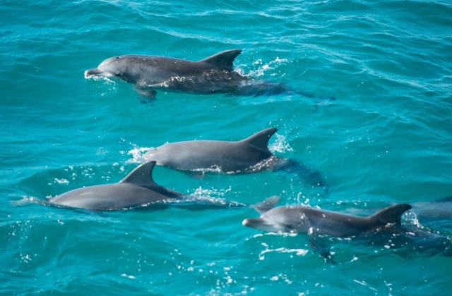 [지그재그투어] 시드니 3일 패키지 투어