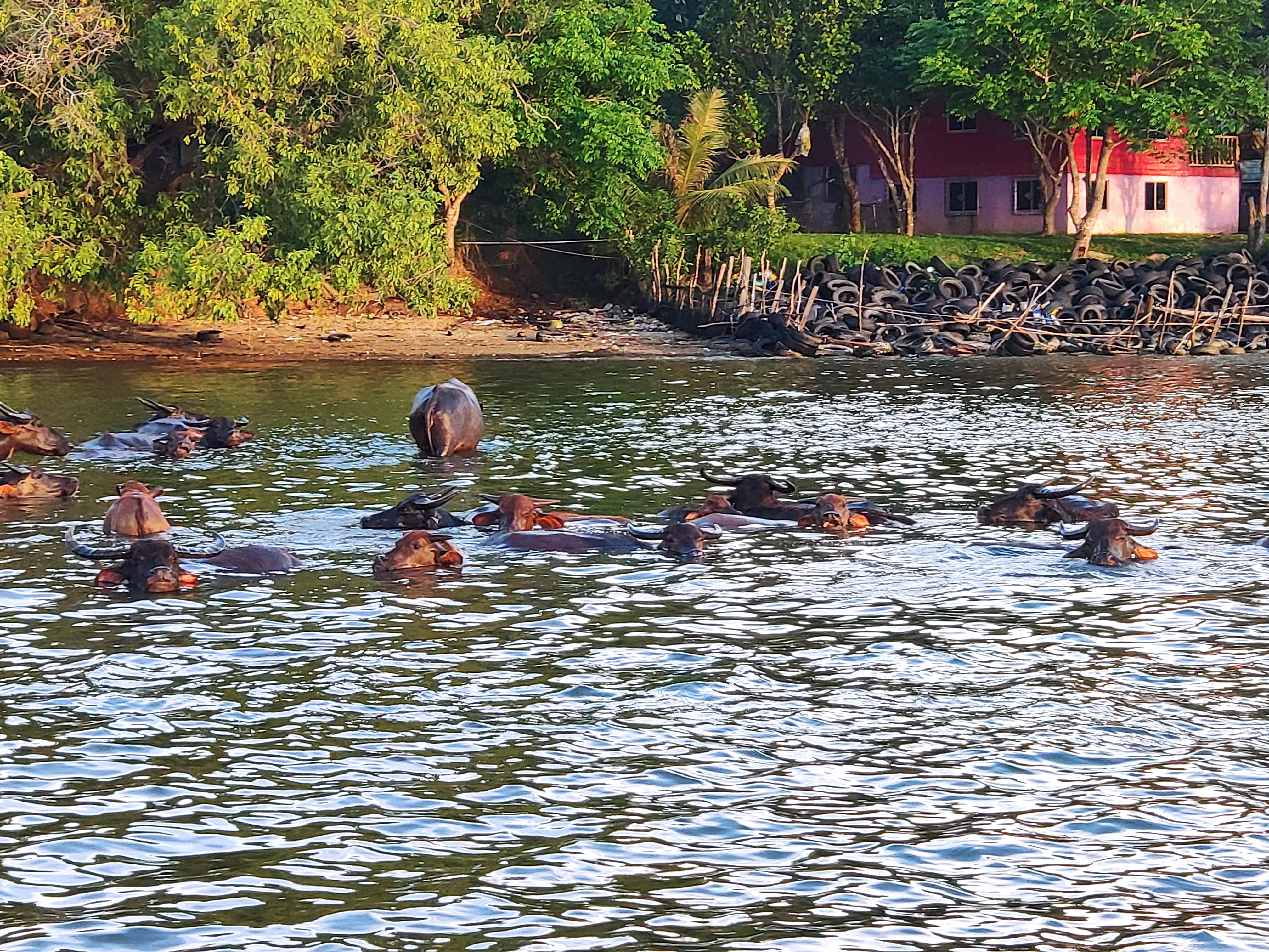 [마이힐링코타] 코타키나발루 베스트! 시티 & 반딧불 투어 + 발광플랑크톤 (공항 샌딩)