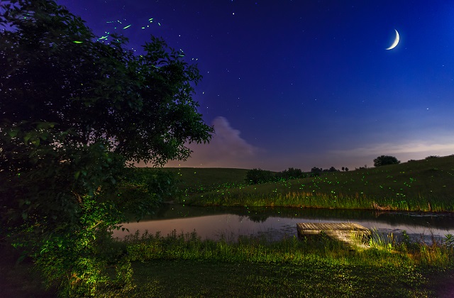 코타키나발루 봉가완 프리미엄 반딧불 투어