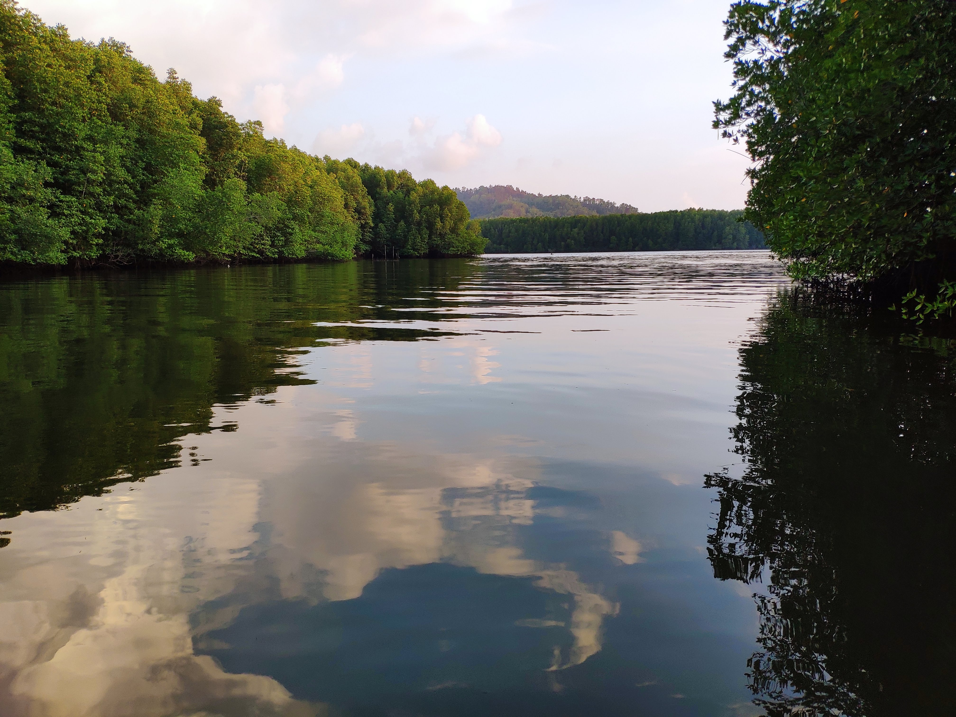 [마이힐링코타] 코타키나발루 여의도 6배 리얼 정글 반딧불 + 발광플랑크톤 투어
