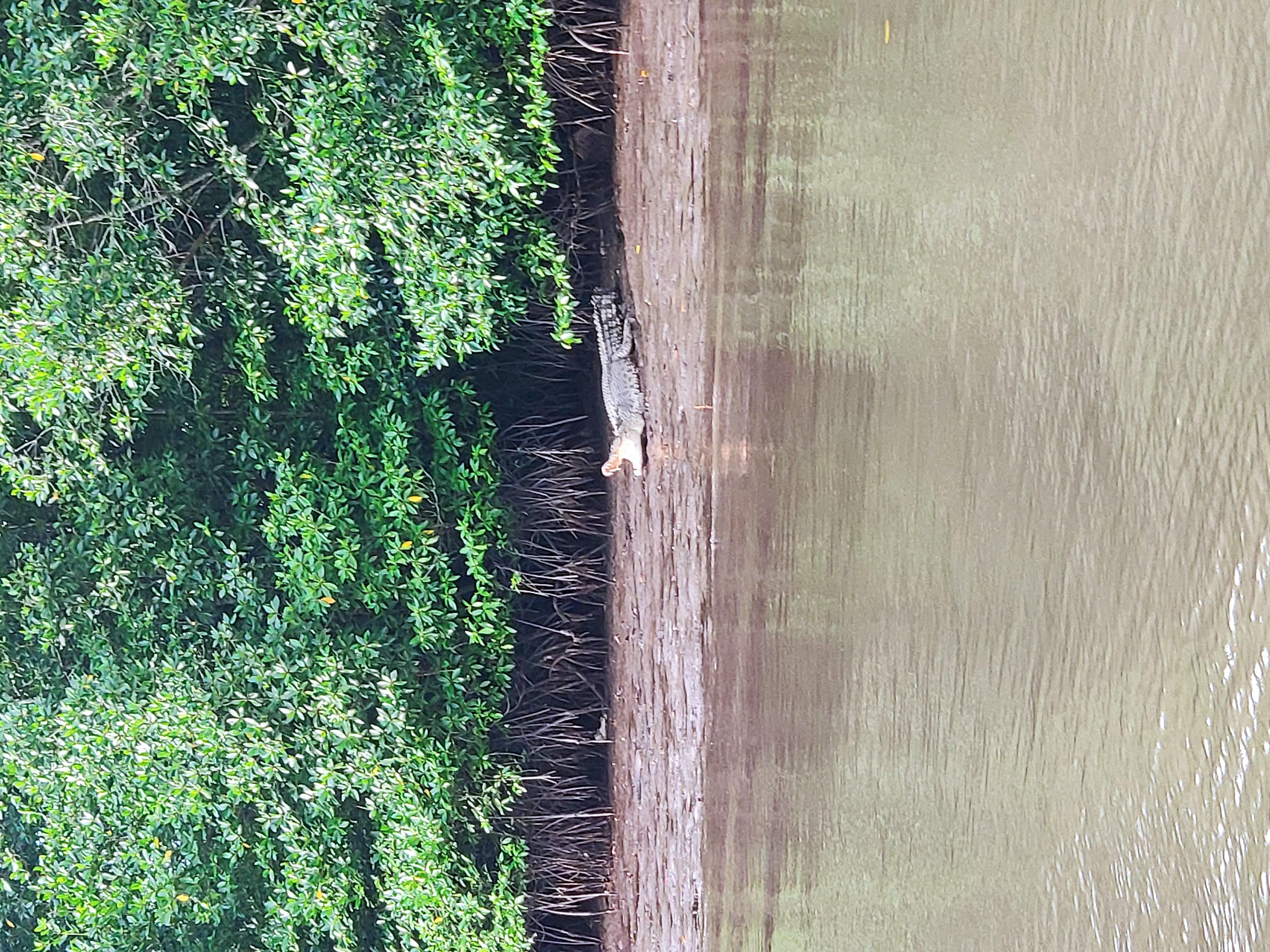 [마이힐링코타] 코타키나발루 여의도 6배 리얼 정글 반딧불 + 발광플랑크톤 투어