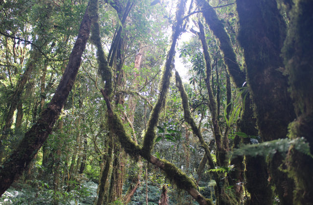 치앙마이 도이인타논 국립공원 2시간 트래킹 단독 투어