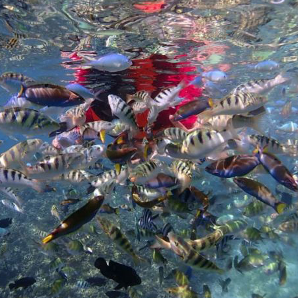 코타키나발루 사피섬 호핑 투어 + 까왕 반딧불 투어