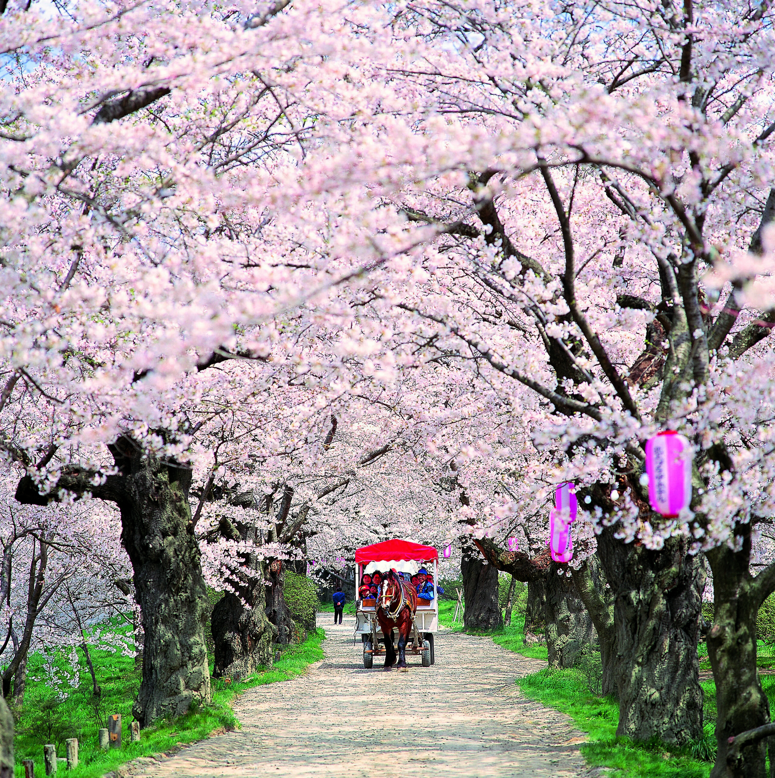 JR東日本パス (東北エリア) 5日間