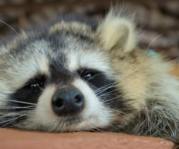 activity_detail_image