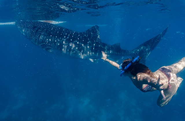 [비오비] 세부 오슬롭 고래상어 + 시말라 단독 투어