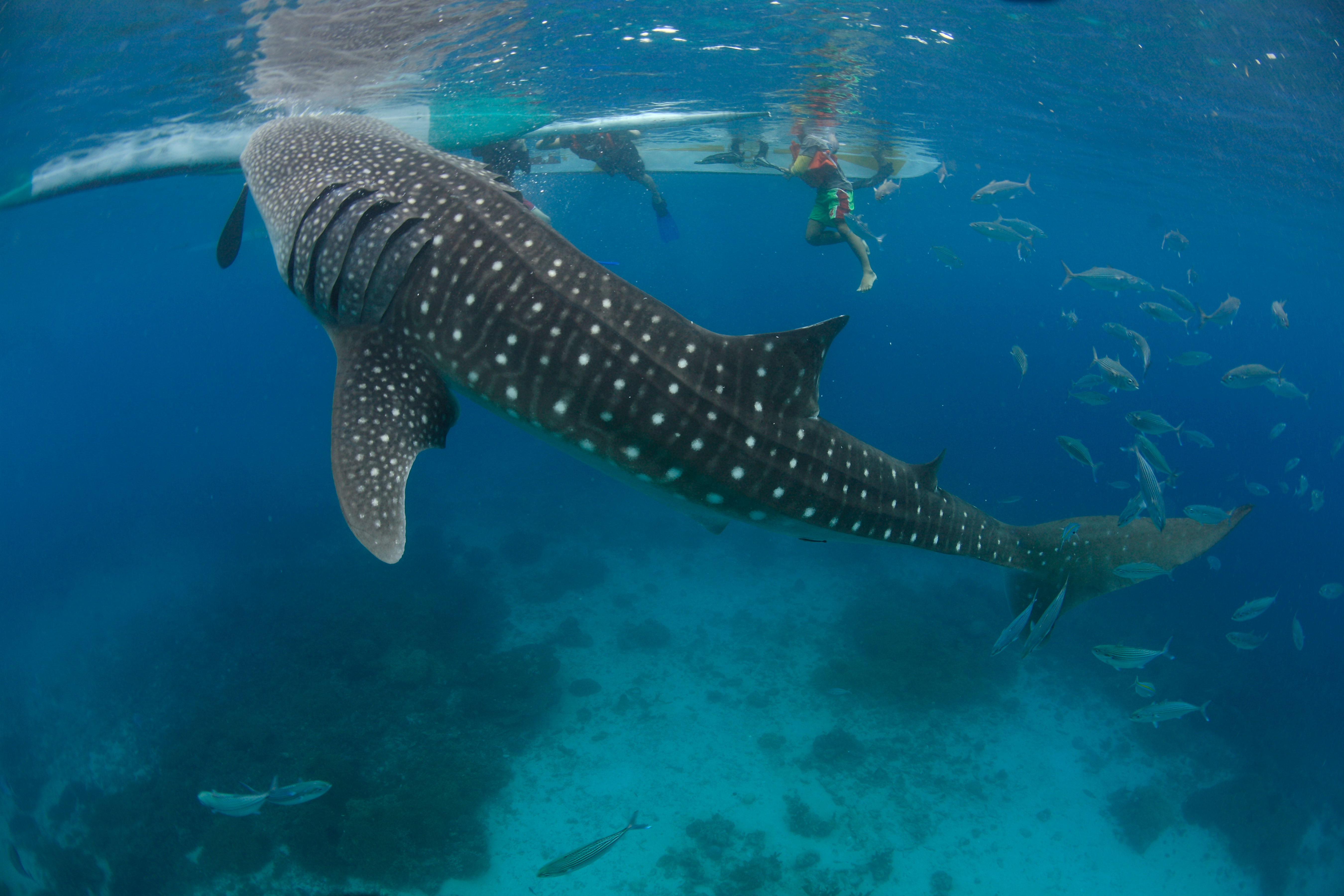 [비오비] 천연 자연을 만나는 세부 남부 오슬롭 + 캐녀닝 단독 투어