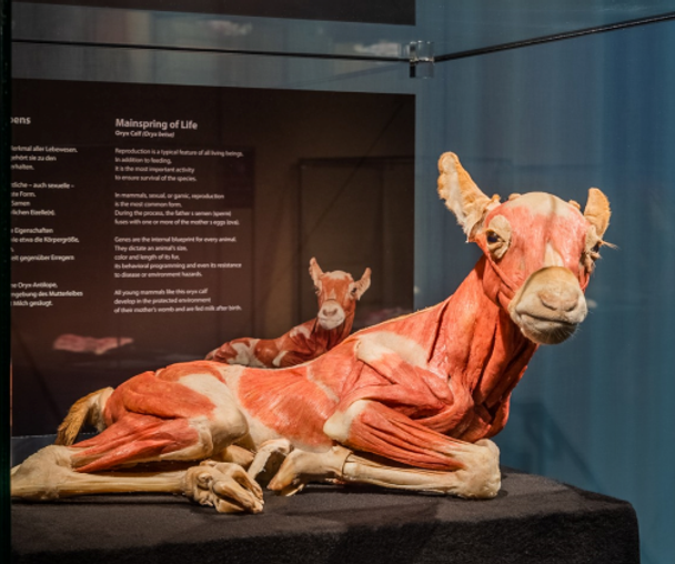 activity_detail_image