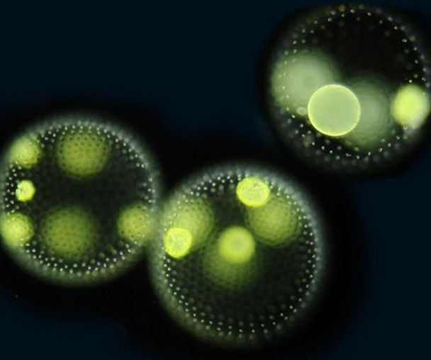 activity_detail_image