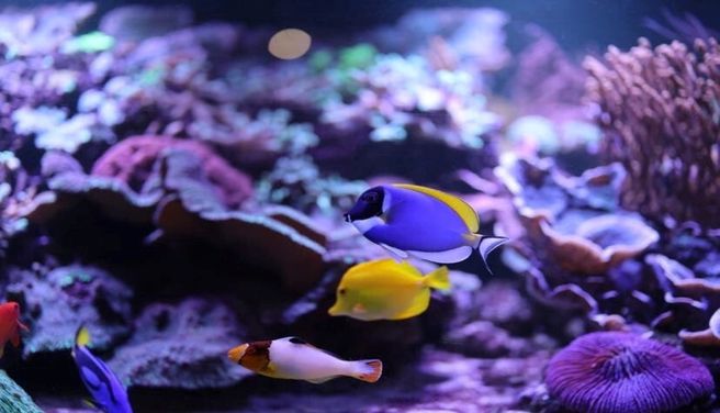 Amnéville Aquarium Fast-Track Ticket