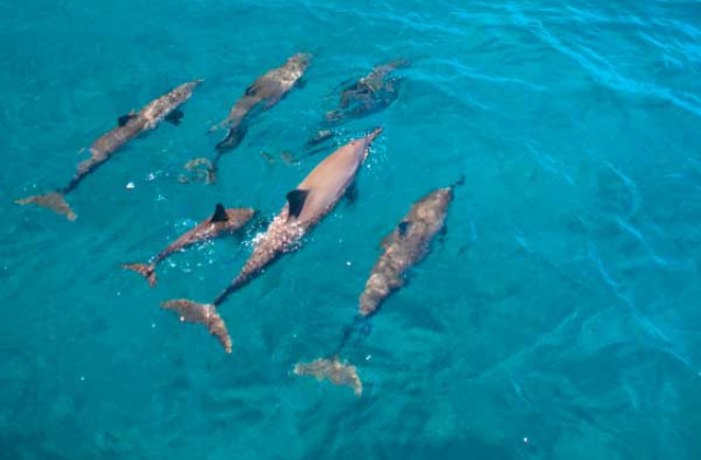괌 피쉬아이 마린파크 돌핀크루즈 투어 (점심 식사, 해중전망대 포함)