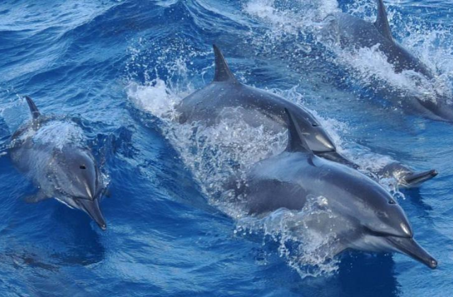 괌 피쉬아이 마린파크 돌핀크루즈 투어 (점심 식사, 해중전망대 포함)