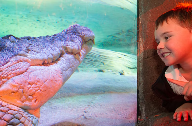Melbourne SEA LIFE Aquarium & LEGOLAND® Discovery Centre Combo Ticket