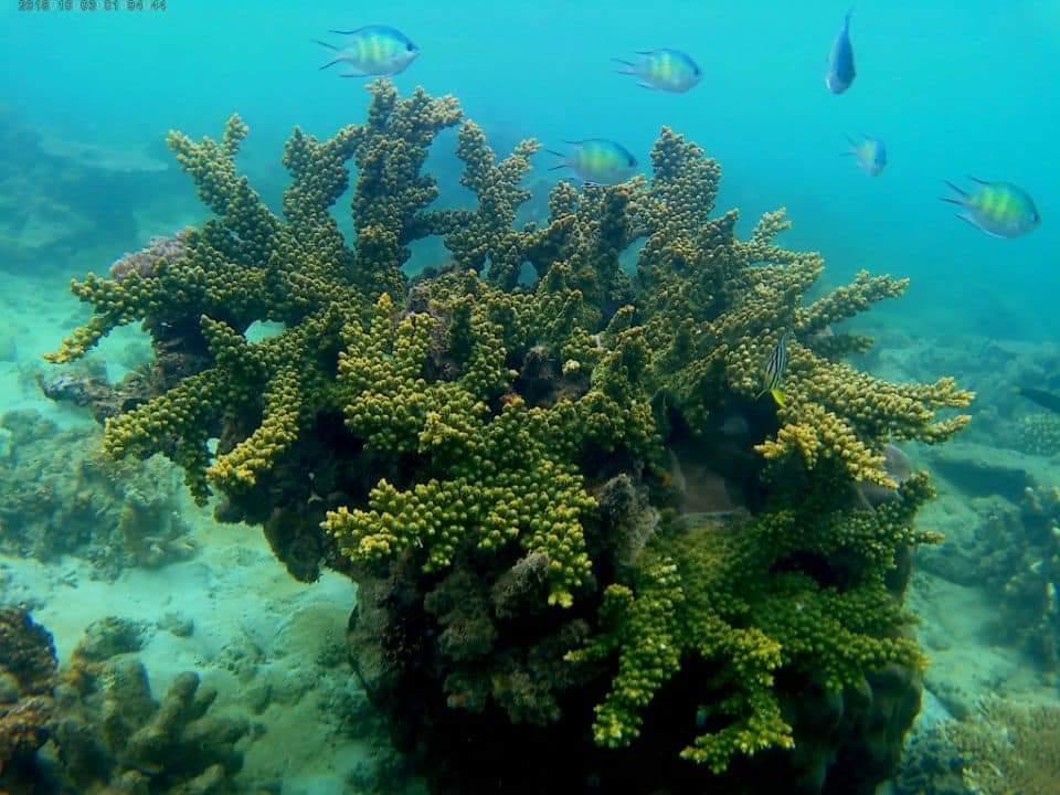 코타키나발루 쁠라우띠가섬 호핑투어