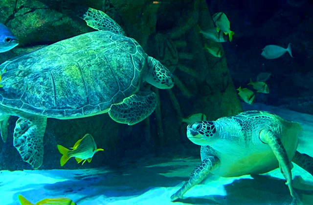 activity_detail_image