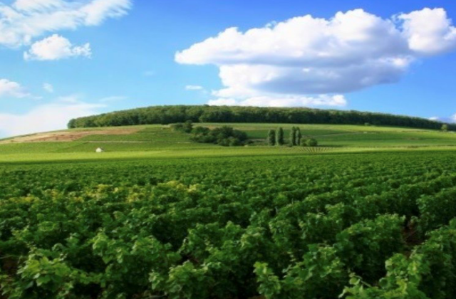 토스카나 투어 - 발도르챠, 시에나, 피엔챠 (와이너리 선택 가능)