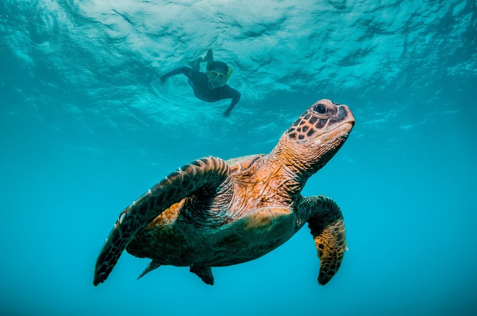 세부 모알보알 투어 (바다 거북이, 정어리 떼 스노클링 / 화이트 비치)