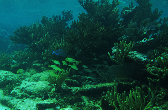 Mexico: Mayan Underworld Cenotes & Snorkeling Half-Day Tour