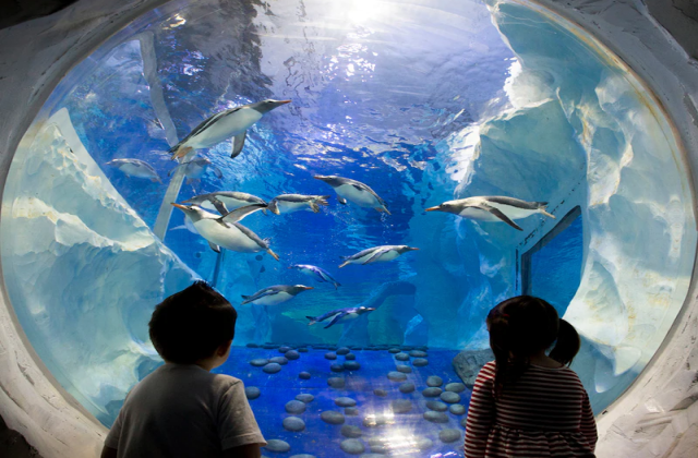 バーミンガム・シーライフ水族館チケット