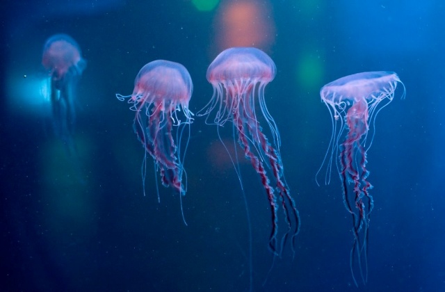 バーミンガム・シーライフ水族館チケット