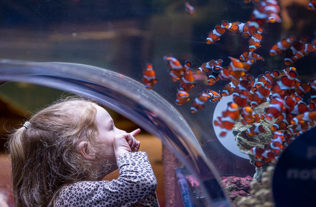 バーミンガム・シーライフ水族館チケット