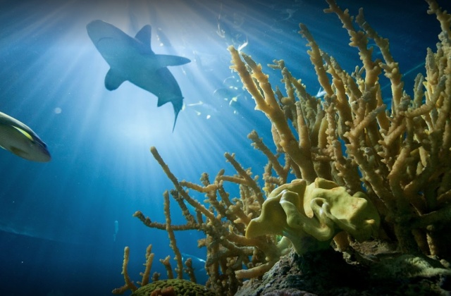 Chicago C3 CityPASS®