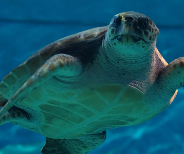 activity_detail_image