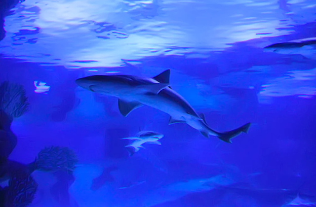 activity_detail_image